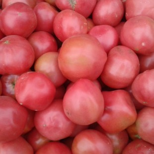  北京平谷新鲜绿色蔬菜特色青菜西红柿番茄 农家肥栽培营养好吃