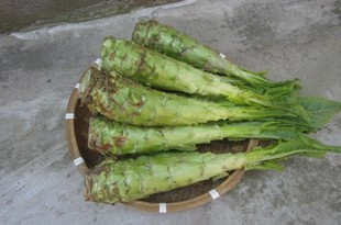  崇明莴苣生菜自家种植新鲜莴笋不带叶 有机蔬菜限时