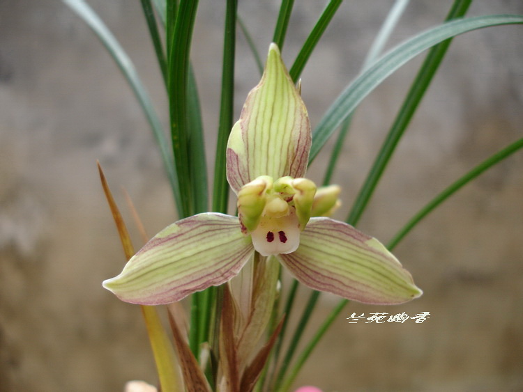 盆栽植物花卉 兰花\春兰-红水仙|ruв категории доставка цветов/цветок моделирования/растения садоводства, цветок/растения в горшках (новый), цветок - от Buy2taobao.com для оказания профессиональной услуги покупки агента Taobao