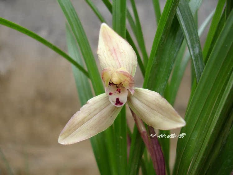 Potted Plants flowers and plants orchid Guizhou Chunlan Water red narcissusin the Flower delivery/Flowers simulation/Plants gardening , Flowers/Potted plants (New) , Flowers category - from Buy2taobao.com to provide professional Taobao agent buy service