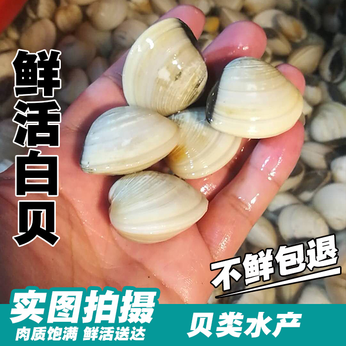 蛤蜊白贝 鲜活500g海鲜无沙白贝蛤蜊海贝 鲜活白贝|msdalam kategori daging perikanan/Buah-buahan segar dan sayur-sayuran/dimasak, makanan laut/produk akuatik/produk, kerang, produk kerang - dari Buy2taobao.com untuk memberikan perkhidmatan ejen Taobao profesional membeli