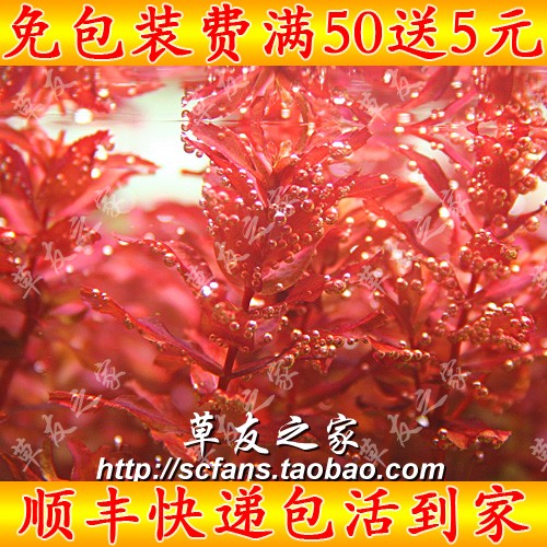 水族箱魚缸水草造景自養水中葉蝴蝶類 Mini迷妳紅蝴蝶 中景後景草在類目 寵物/寵物食品及用品, 水族世界, 魚缸等水族設備, 水草中 - 來自Buy2taobao.com提供專業的淘寶代購服務