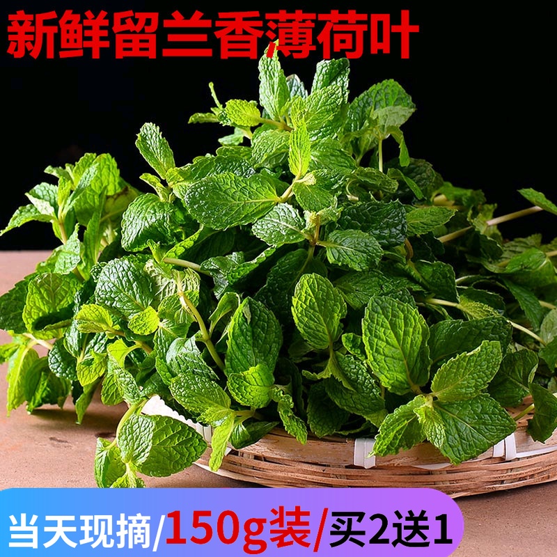 fresh Spearmint Mint leaves Western Dish edible Bartending Mint 150g Jiangsu, Zhejiang and Shanghai Manchu Decreasein the Aquatic meat/Fresh fruits and vegetables/Cooked , Fresh vegetables/Vegetable products , Fresh vegetables , Other category - from Buy2taobao.com to provide professional Taobao agent buy service