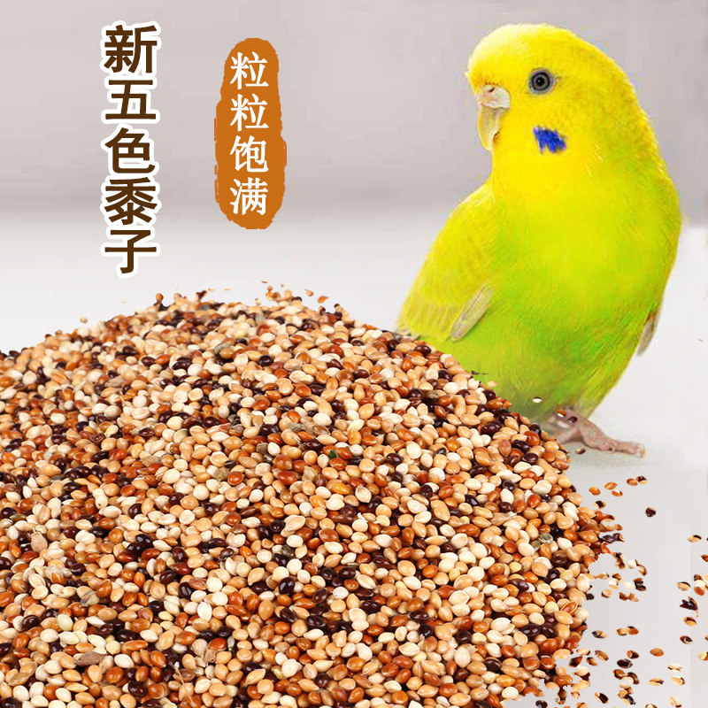 新优质五色黍子鹦鹉饲料鸟食带壳小米虎皮牡丹玄凤鸟粮食5斤在类目 宠物/宠物食品及用品, 鸟类及用品, 鸟食中 - 来自Buy2taobao.com提供专业的淘宝代购服务