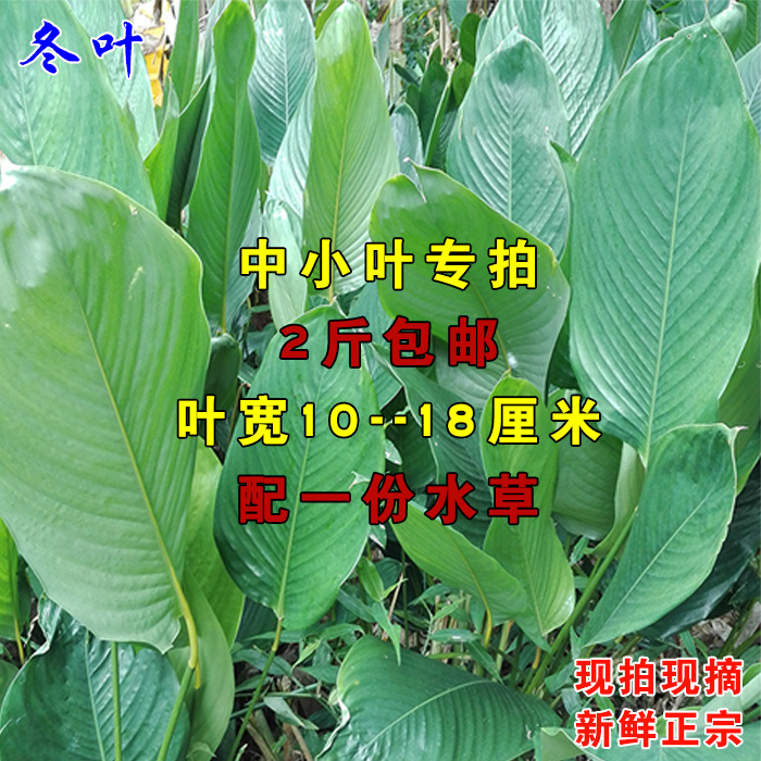 【中小葉】新鮮采摘冬葉粽葉柊葉肇慶特産裹蒸粽農家現摘2斤包郵在類目 糧油米麪/南北乾貨/調味品, 南北乾貨/肉類乾貨, 乾貨/土特產, 其它中 - 來自Buy2taobao.com提供專業的淘寶代購服務