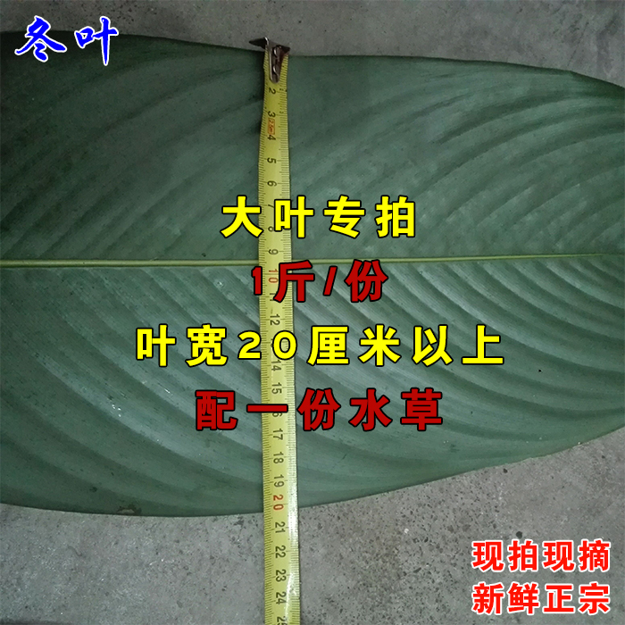 【大叶】新鲜采摘冬叶粽叶肇庆特产农家现拍现摘1斤包邮粽子柊叶在类目 粮油米面/南北干货/调味品, 南北干货/肉类干货, 干货/土特产, 其它中 - 来自Buy2taobao.com提供专业的淘宝代购服务