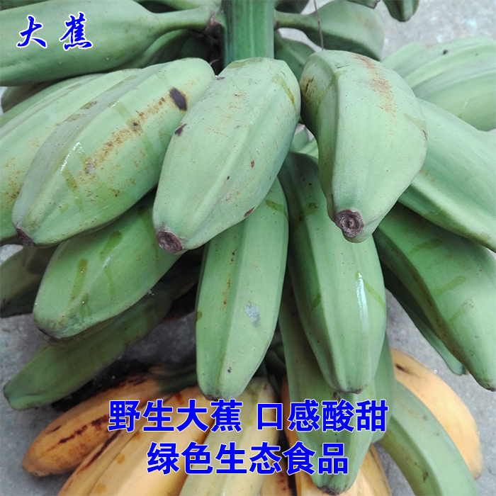 現摘現發野生芭蕉大蕉當季水果新鮮大蕉酸甜口感廣東特産4斤包郵在類目 水產肉類/新鮮蔬果/熟食, 新鮮水果, 香蕉中 - 來自Buy2taobao.com提供專業的淘寶代購服務