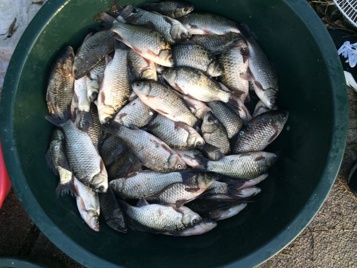 纯正野生鲫鱼500g ( 单条三两以上)在类目 水产肉类/新鲜蔬果/熟食, 海鲜/水产品/制品, 淡水鱼类中 - 来自Buy2taobao.com提供专业的淘宝代购服务