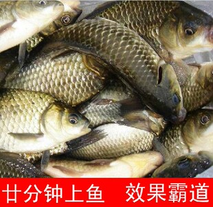  中药材 中草药 钓鱼配方 鲫鱼鲤鱼药酒 底窝料 六君子 2件包邮