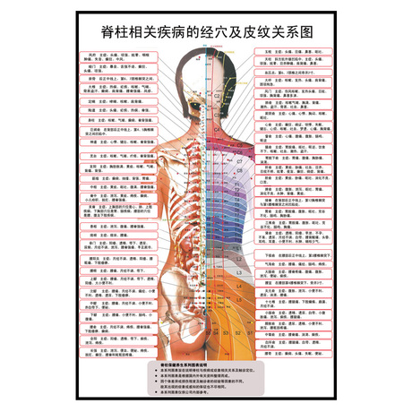 脊柱相关疾病按摩挂图 医学人体脊椎经穴宣传