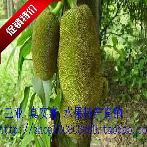  海南三亚新鲜菠萝蜜 马来西亚6号 产地直销 新鲜热带水果20斤包邮