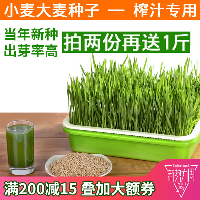 小麦种子小麦草种植盘大麦种子纸上种菜育苗盘芽苗菜无土栽培种植在类目 鲜花速递/花卉仿真/绿植园艺, 园艺用品, 育苗盘/营养钵中 - 来自Buy2taobao.com提供专业的淘宝代购服务