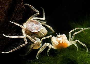 观赏蟹宠物蟹 迷你蜘蛛蟹 除涡虫 虾缸除虫 不吃