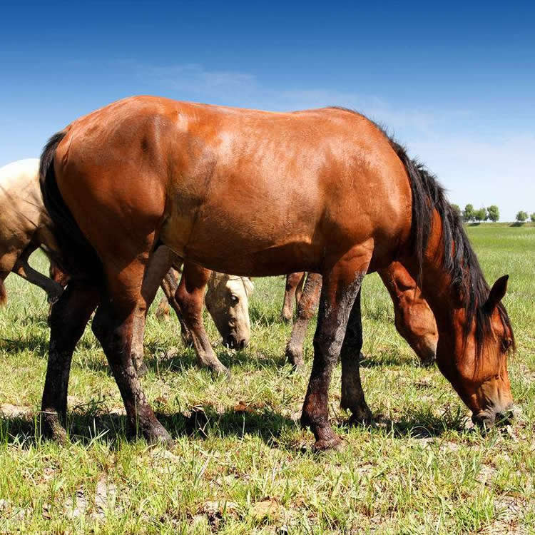 Fine horse A Mongolia Colts Grassland Grow Domestication horse Ferghana horse Ili horses Pet Film and Television propin the Pet/Pet food and supplies , Equine and supplies , Horse category - from Buy2taobao.com to provide professional Taobao agent buy service