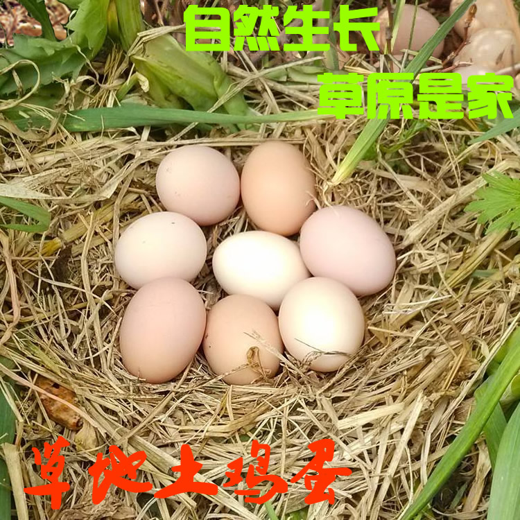 草原土雞蛋麻雞現産壹周內自産柴雞蛋糧草喂溜達雞蛋散養雞蛋30枚在類目 水產肉類/新鮮蔬果/熟食, 蛋/蛋製品, 鮮活蛋類, 雞蛋中 - 來自Buy2taobao.com提供專業的淘寶代購服務