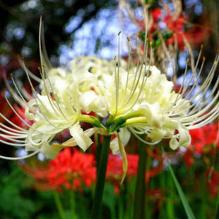 紫菡花卉曼陀罗花种曼陀罗华种球彼岸花又称白