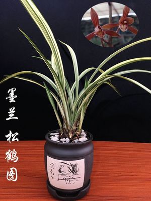 墨兰金边叶艺兰花松鹤图 浓香型 室内办公桌小盆栽带盆发货包邮