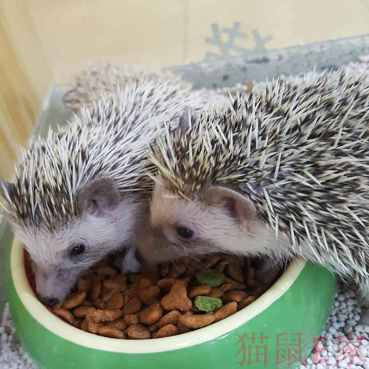 Africa Mini Hedgehog foodstuff feed Mealworms Groundhog foodstuff Imported formula 500gin the Pet/Pet food and supplies , Class pet hamsters and other small , Feed/Snacks category - from Buy2taobao.com to provide professional Taobao agent buy service