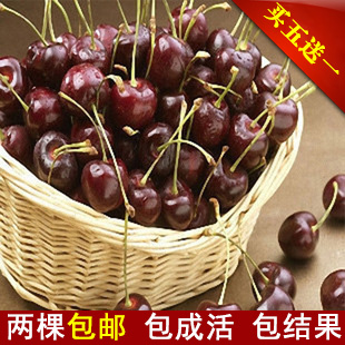 樱桃苗旗舰店|怎样培育樱桃苗|吉塞拉樱桃苗价