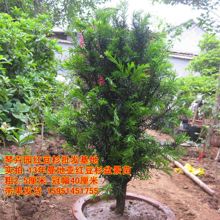 曼地亚红豆杉树苗旗舰店|曼地亚红豆杉几年结