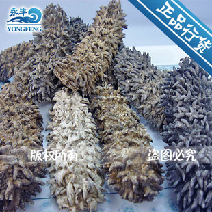  海参进口海参/野生海参/干货刺参/淡干野生海参澳洲淡干头梅花参