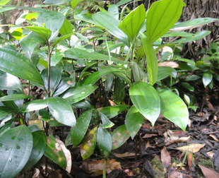 肉桂又称桂皮树\/牡桂、筒桂、玉桂\/经济效益好