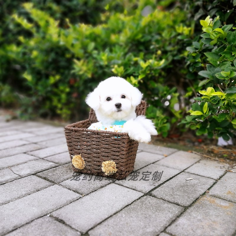 每日直播选狗比熊犬幼犬活体包健康好养活小型犬小狗宠物狗狗真狗|ruв категории животное/Животное питание и принадлежностей, Пэт жизнь услуг, подготовки, Пэт - от Buy2taobao.com для оказания профессиональной услуги покупки агента Taobao
