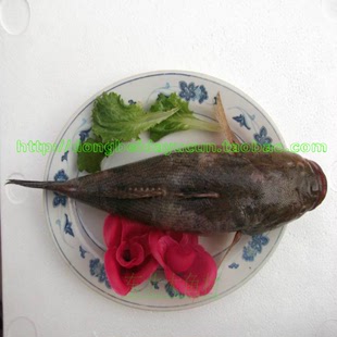 东北特有乌苏里江老头鱼 整条出售 一条400克