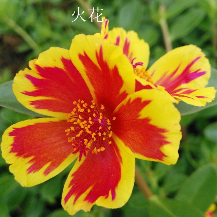 太阳花火花 串色复色宿根单瓣马齿苋太阳花枝条 花火双色太阳花在类目 鲜花速递/花卉仿真/绿植园艺, 花卉/绿植盆栽(新), 花卉中 - 来自Buy2taobao.com提供专业的淘宝代购服务