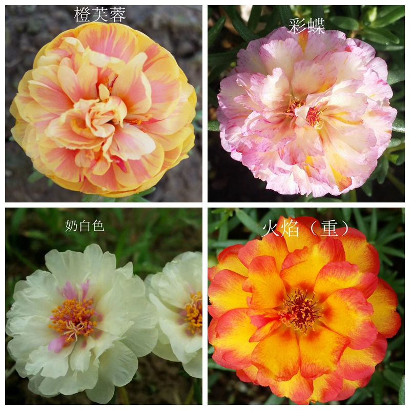 Sun flower Heat Purslane String color Sun flower Branch Orange Hibiscus Flame Nabiin the Flower delivery/Flowers simulation/Plants gardening , Flowers/Potted plants (New) , Flowers category - from Buy2taobao.com to provide professional Taobao agent buy service