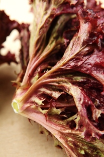  蔬菜沙拉Salad沙拉酱生菜新鲜色拉 丹麦罗莎红紫叶红叶红皱叶生菜