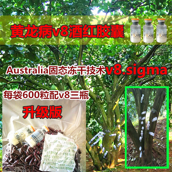 v8胶囊柑橘树脐橙柚子砂糖桔树黄龙病黄化病专用v8胶囊升级版正品|ruв категории доставка цветов/цветок моделирования/растения садоводства, садовых принадлежностей, домашнее садоводство удобрений/питательной почвы/питательный раствор - от Buy2taobao.com для оказания профессиональной услуги покупки агента Taobao