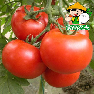  有机 天然 甜番茄 西红柿 生态蔬菜 孕妇 儿童 月子 无化学无激素