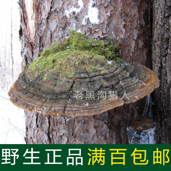 Changbai wild Pine needles Ganoderma lucidum Northeast wild pine Wild Lingzhi Pruningin the Traditional nourishing food , Ganoderma , Pruning Ganoderma category - from Buy2taobao.com to provide professional Taobao agent buy service