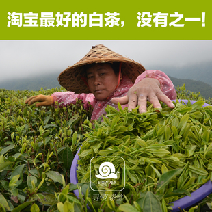  寻慢茶堂 最好产区的白牡丹福鼎白茶 没有之一 源自磻溪镇湖林村