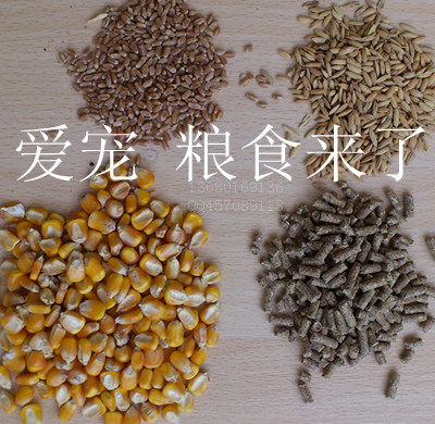 Long-term sell pet black Dolphin Netherlands pig color Dolphin bamboo rats mice rabbits small mount bird pigeon feed