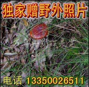  万年山野生灵芝（紫芝）统货，100克起售，自用佳品，无蛀无霉