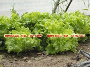  生态农庄自产有机肥种植无农药新鲜有机蔬菜 现送现摘生菜