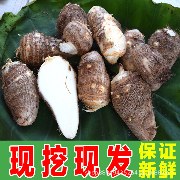 Produce Shandong fresh Taro Fresh vegetables Maoyutou Taroin the Aquatic meat/Fresh fruits and vegetables/Cooked , Fresh vegetables/Vegetable products , Fresh vegetables , Other category - from Buy2taobao.com to provide professional Taobao agent buy service