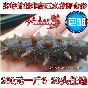  即食海参 一斤包顺丰 水发非高压 口感好 增营养 特价包邮批发