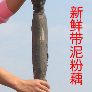  10月发货 特价28元包邮 绿水亭新鲜蔬菜 湖北煲汤莲藕带泥真空3斤