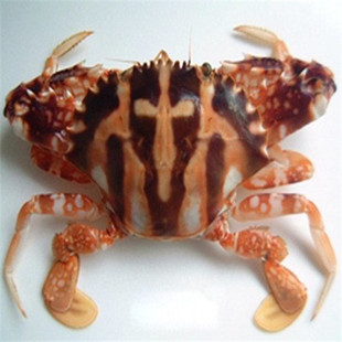  京峰世界海鲜 生猛海鲜 海蟹 螃蟹 冰鲜红花蟹 150g-350g/只