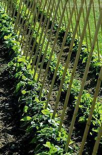 竹竿 搭架子 爬藤架 创意 葡萄架 防腐防蛀.