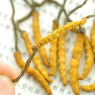  冬虫夏草 四川福临门虫草 虫草王70元/g 3根一克