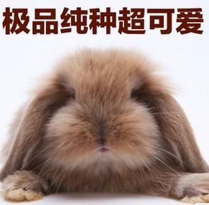活体宠物兔纯种荷兰垂耳兔宝宝可爱迷你兔长毛兔子公主兔