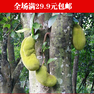  果树苗/四季菠萝蜜苗/菠萝蜜树苗盆栽地栽/庭院植物
