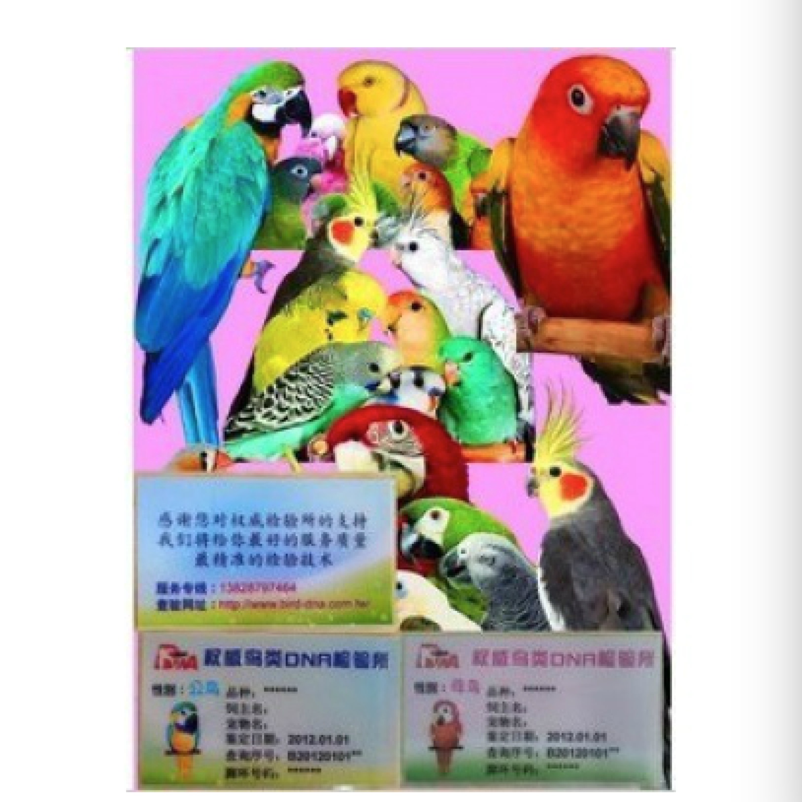 Birds DNA Sex identification PBFD , APV virus detection CG Parrot Studioin the Pet/Pet food and supplies , Birds and supplies , Bird category - from Buy2taobao.com to provide professional Taobao agent buy service
