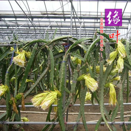 台湾进口火龙果苗\/红肉\/黄肉\/黄皮白肉\/火龙果\/