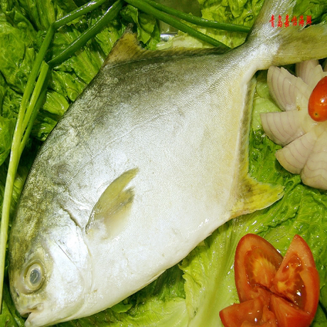 青岛嘉怡海鲜 高档海鱼新鲜金鲳鱼 味道鲜美 刺