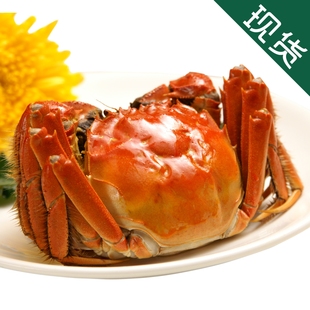  【满9送1】现货 团购 正宗阳澄湖大闸蟹 母蟹2.4-2.6两 8只起拍